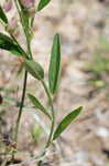 Showy milkwort